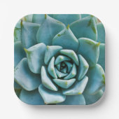 Assiettes En Carton Closeup Succulent (Recto)