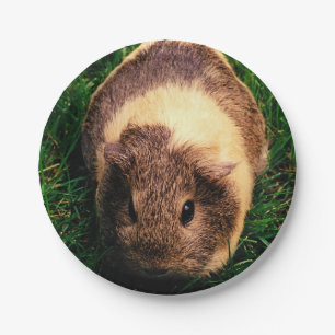 Assiettes En Carton Cobaye d'agouti dans l'herbe