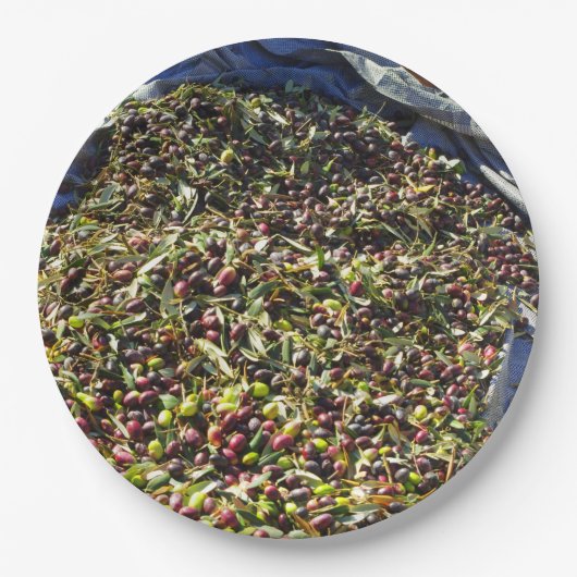 Assiettes En Carton Collection Olive (Devant)