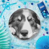 ASSIETTES EN CARTON COLLIE FRONTALIÈRE (Fête)