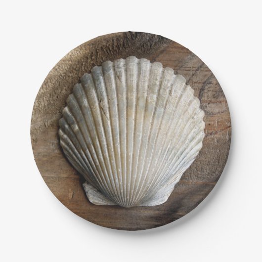 Assiettes En Carton Coquillage - Plaque papier (Devant)
