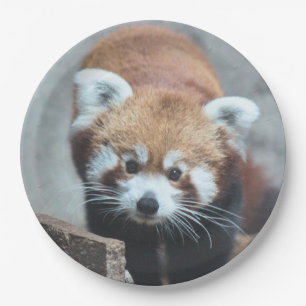 Assiettes En Carton Cute