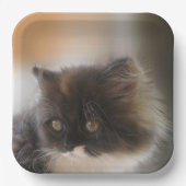 Assiettes En Carton Cute chat (Recto)