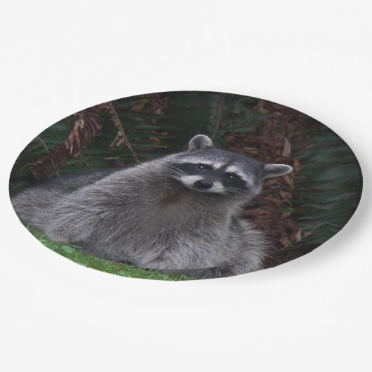 Assiettes En Carton Cute Forest Raccoon Photo Faune (Angle)