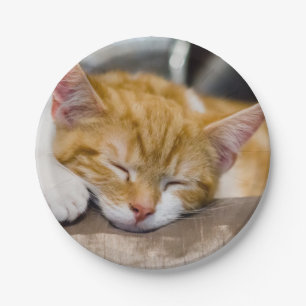 Assiettes En Carton Cute Kitten