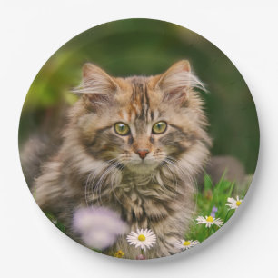 Assiettes En Carton Cute Maine Coon Kitten Chat dans une fête joyeuse