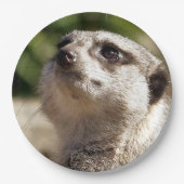 ASSIETTES EN CARTON CUTE MEERKAT (Devant)