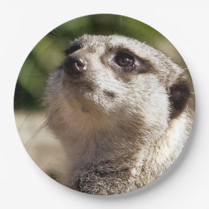 ASSIETTES EN CARTON CUTE MEERKAT