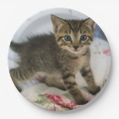 Assiettes En Carton Cute Tabby Kitten À L'Air Surpris (Devant)