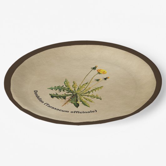 Assiettes En Carton Dandelion Sur Vieux Papier (Angle)