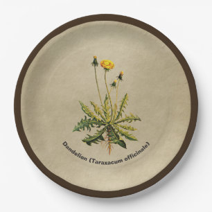 Assiettes En Carton Dandelion Sur Vieux Papier