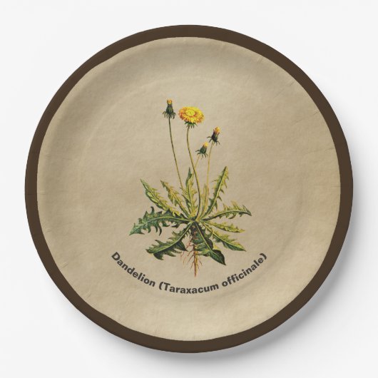 Assiettes En Carton Dandelion Sur Vieux Papier (Devant)