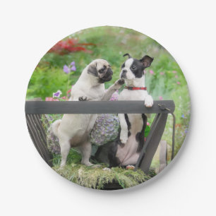 Assiettes En Carton Deux chiens par chiot carlin et Boston Terrier dan