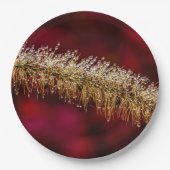 Assiettes En Carton Dew du matin (Devant)