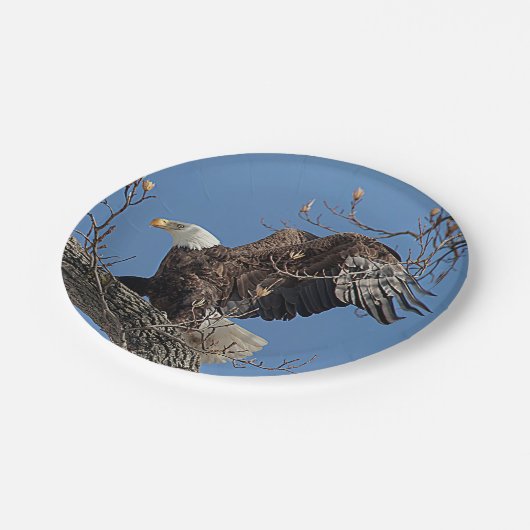 Assiettes En Carton Eagle chauve sur une branche d'arbre (Angle)