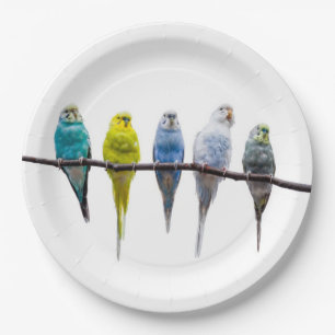 Assiettes En Carton Économies