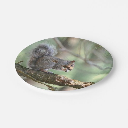 Assiettes En Carton Écureuil Dans Les Plaques De Papier Forestier (Angle)