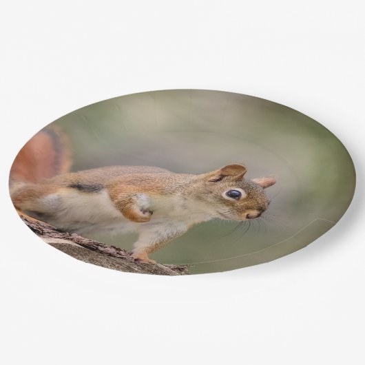 Assiettes En Carton Écureuil rouge (Angle)