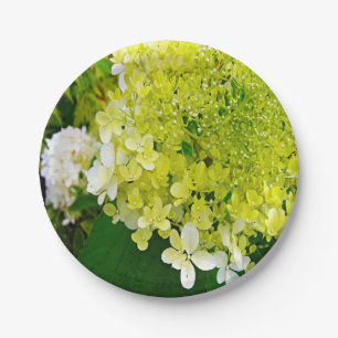 Assiettes En Carton Élégante Chartreuse Vert Limelight Hydrangea
