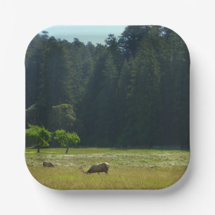 Assiettes En Carton Elk Meadow at Redwood National Park