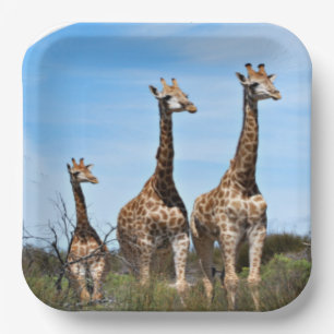 Assiettes En Carton Famille de girafes paisible sur une colline