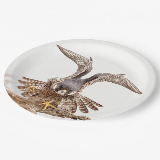 Assiettes En Carton Faucon pèlerin (Angle)