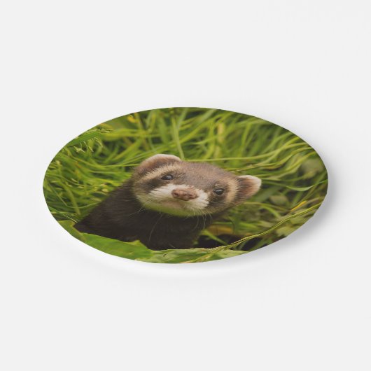 Assiettes En Carton Ferret Brown dans l'herbe (Angle)