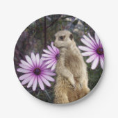 Assiettes En Carton Fleur Curieuse : Meerkat Parmi Les Marguerites Vio (Devant)