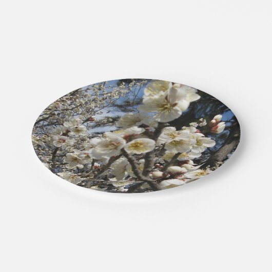 Assiettes En Carton Fleur de cerisier blanc / Sakura / ク(桜) (Angle)