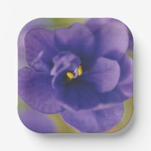 Assiettes En Carton Fleur de fleurs bleues de Violet Saintpaulia Zoomé