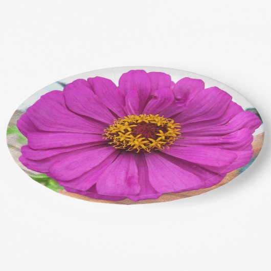 Assiettes En Carton Fleur pourpre Zinnia en fleur (Angle)