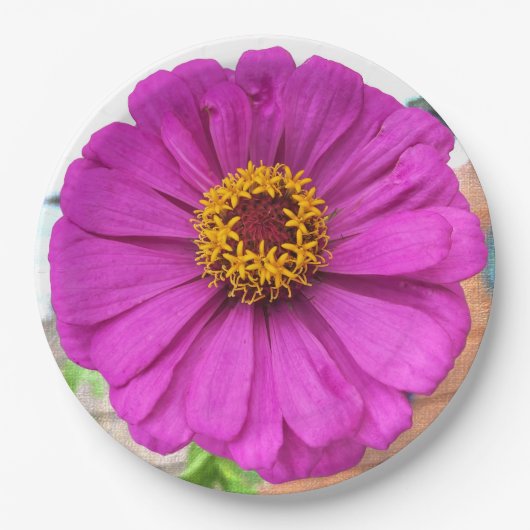 Assiettes En Carton Fleur pourpre Zinnia en fleur (Devant)