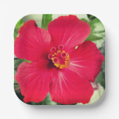 Assiettes En Carton Fleur rouge de Hibiscus Rosa-sinensis (Recto)