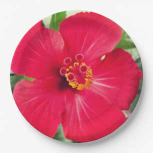 Assiettes En Carton Fleur rouge d'Hibiscus Rosa-sinensis