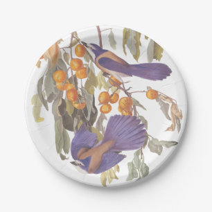Assiettes En Carton Floride Scrub Jay Audubon Bird sur Orange Tree