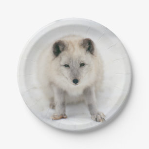Assiettes En Carton Fox Artic