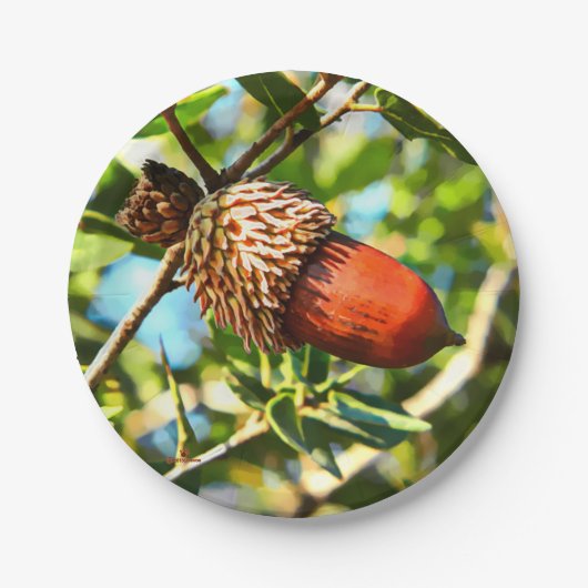 Assiettes En Carton Galilee Acorn (Devant)