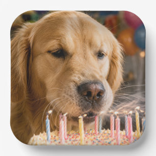 Assiettes En Carton Golden Retriever Éteignant des Bougies d'Anniversa