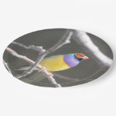 Assiettes En Carton Gouldian finch (Angle)
