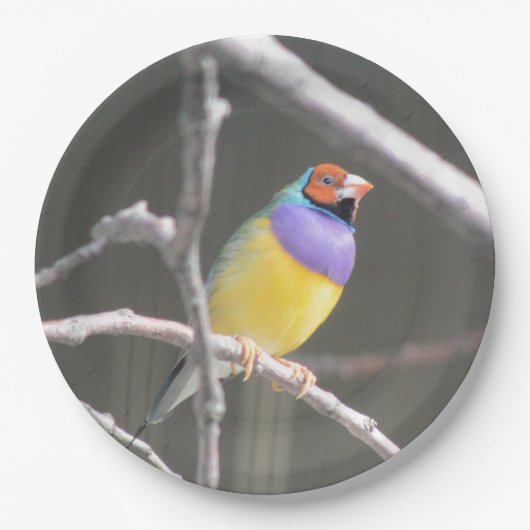Assiettes En Carton Gouldian finch (Devant)