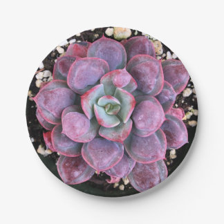 Assiettes En Carton Gouttes de pluie pourpres colorées d'Echeveria