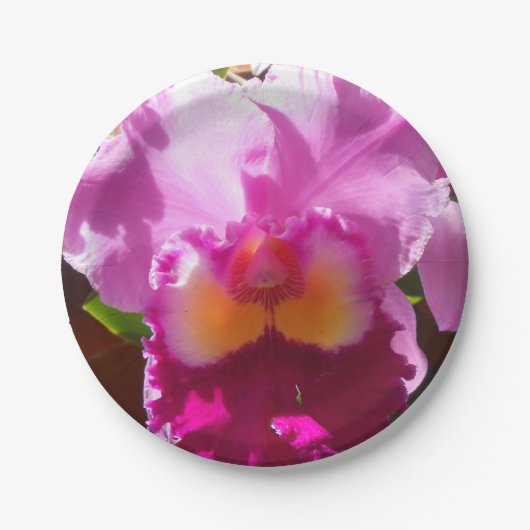 Assiettes En Carton Harlinde (Devant)