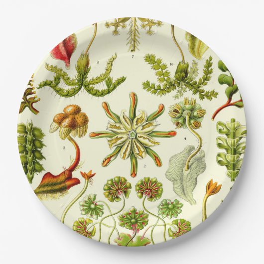 Assiettes En Carton Hépatiques d'Ernst Haeckel (Devant)