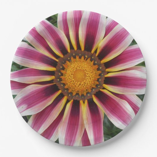 Assiettes En Carton Hereford (Devant)