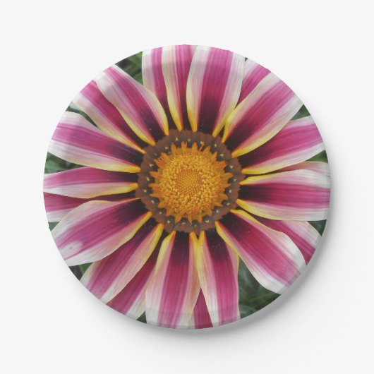 Assiettes En Carton Hereford (Devant)