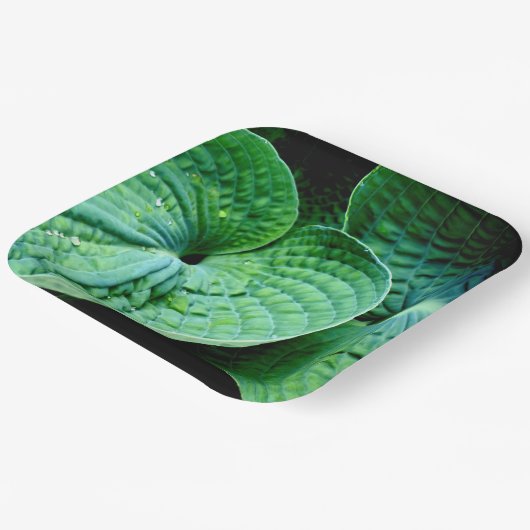 Assiettes En Carton Hosta Heart (Angulaire)
