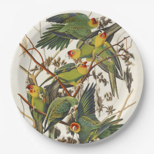 Assiettes En Carton Illustration vintage d'Audubon du Perroquet de Car