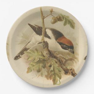 Assiettes En Carton Illustration vintage de Pie-grièche d'été
