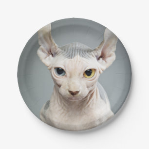 Assiettes En Carton Image de photographie de chat de sphinx d'Elf