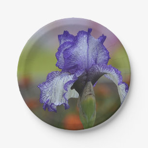 Assiettes En Carton Iris assez pourpre